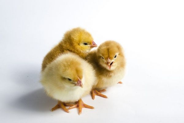 EU Commissioner Calls For ‘Phasing Out’ Of Male Chick-Culling