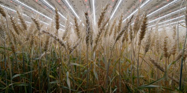 After Herbs And Salads, Infarm Grows Wheat Indoors