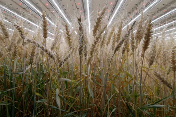 After Herbs And Salads, Infarm Grows Wheat Indoors