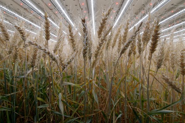 After Herbs And Salads, Infarm Grows Wheat Indoors