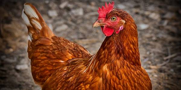 Bird Flu Spreading Fast Among EU Poultry