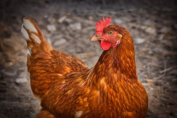 French Poultry Sector Asks EU To Halt Thai Imports Over Audit Deficiencies