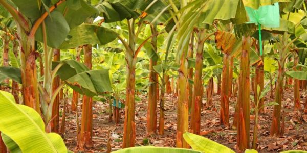 Five Retailers Join Forces In Belgium To Close Living Wage Gap In Banana Supply Chains