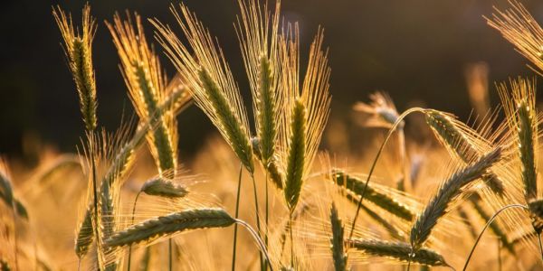 EU Wheat And Barley Area Seen Holding Steady As Sowing Advances