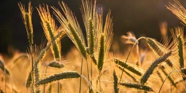 Worse Than Expected French Barley Crop Raises Concern Over Wheat