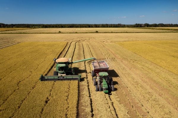 Kellogg's Environment Project With Rice Farmers Reports Progress