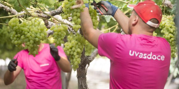 Uvasdoce Fresh Gears Up For Fruit Logistica 2023