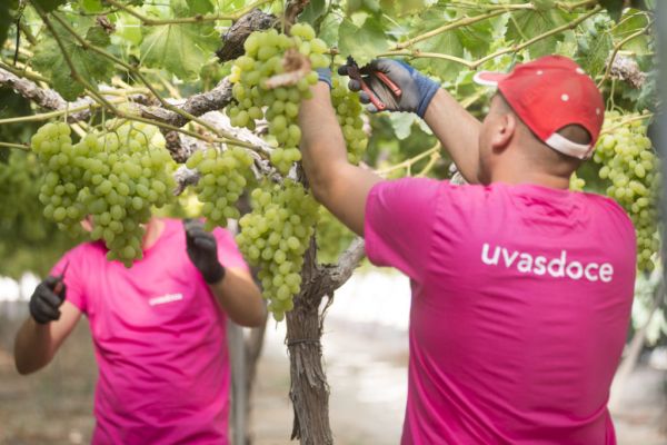 Uvasdoce Fresh Gears Up For Fruit Logistica 2023