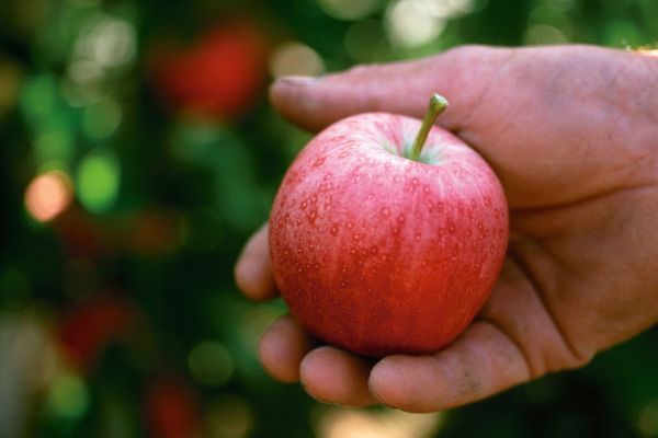 An Apple A Day – VOG’s Hannes Tauber Talks To ESM