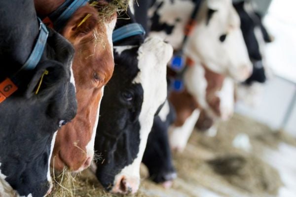 Around 10% Of UK Dairy Farmers Likely To Give Up Milk Production, Survey Finds