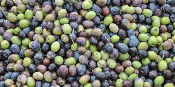 Buyer's Brief: Sláinte Mhath To The Olive Oil Industry... Or Not?