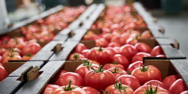 The Great Tomato Shortage – One Month On: Analysis