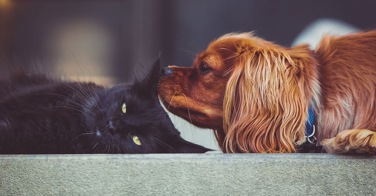Ocado Rolls Out 'Fine Dining' Frozen Ready Meals For Cats And Dogs | ESM Magazine