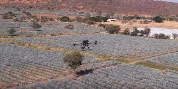 Diageo Introduces Drones To Assist Tequila Farming In Mexico