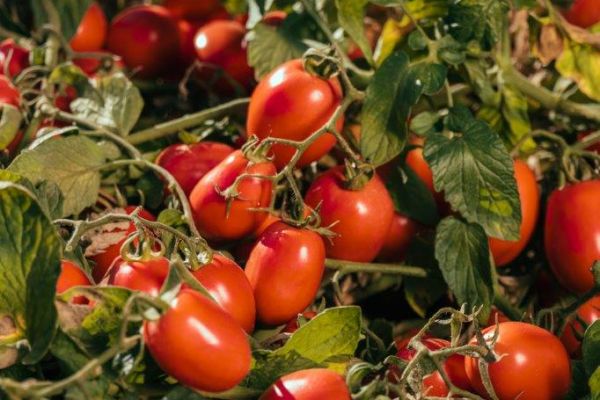 Casalasco: A Leading Name In Tomato Production And Processing In Europe