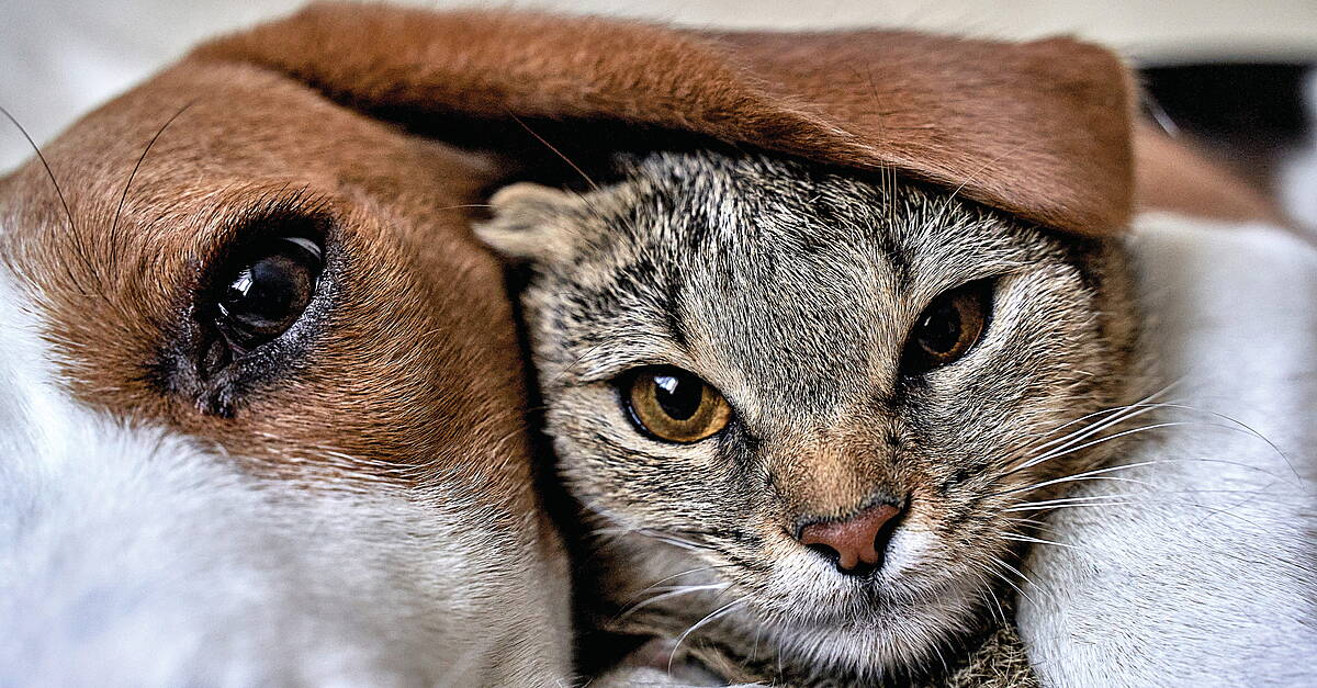 Global Pet Food Market Poised For Growth In 2023 And Beyond - Vimarsana News