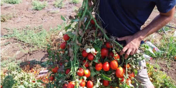 'Drought-Tolerant' Tomato Variety Developed