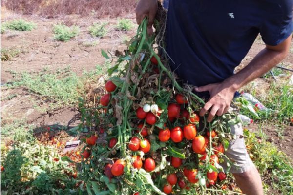 'Drought-Tolerant' Tomato Variety Developed