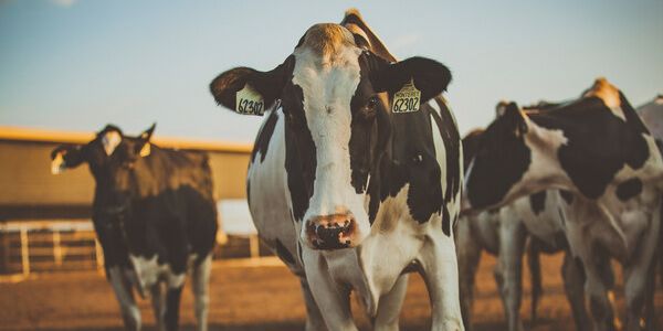 California Dairy Sector 'On Track' To Achieve Climate Neutrality By 2030