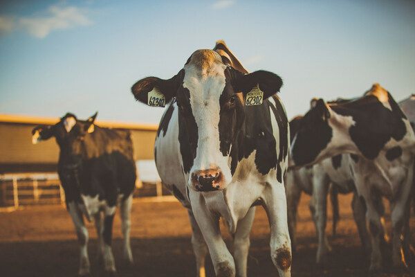 California Dairy Sector 'On Track' To Achieve Climate Neutrality By 2030