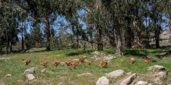 Portugal’s Pingo Doce Unveils Certified Antibiotic-Free Chicken