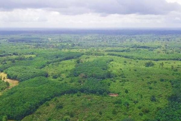 Nestlé Welcomes New Partners In Ivorian Forest Restoration Project
