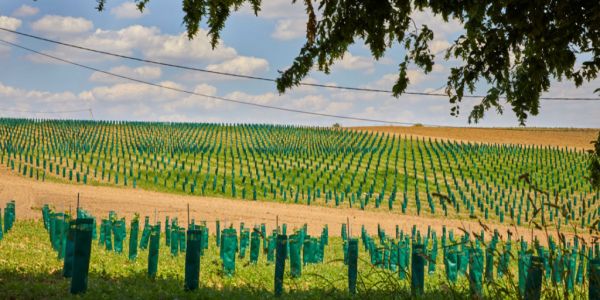 Colruyt Group Kicks Off Organic Wine Production In Belgium