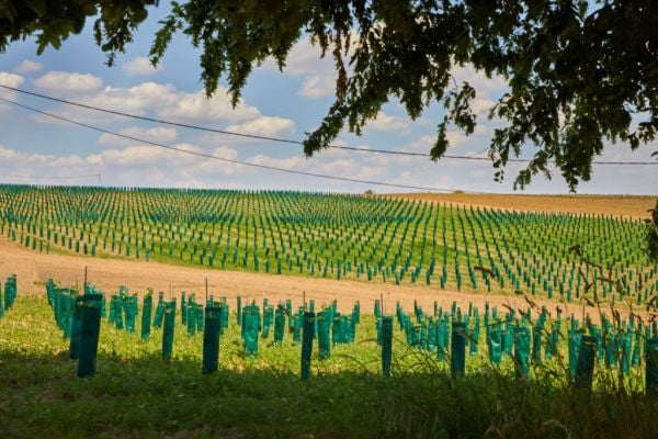 Colruyt Group Kicks Off Organic Wine Production In Belgium