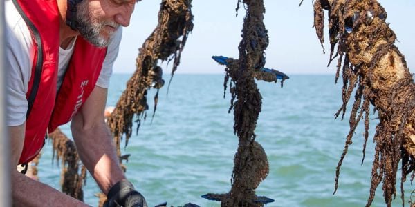 Colruyt Group Harvests First Belgian Mussels From Its Commercial Sea Farm