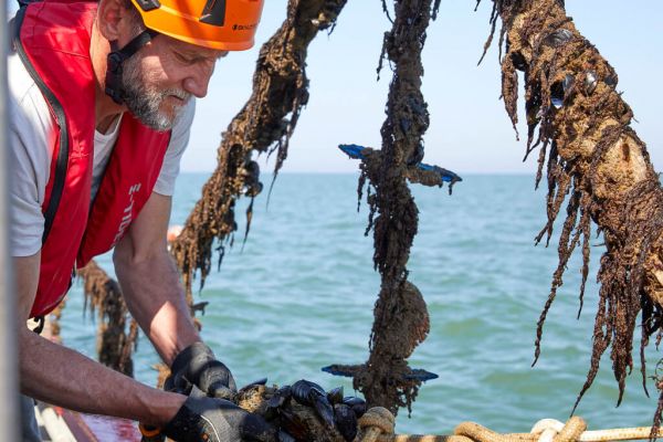 Colruyt Group Harvests First Belgian Mussels From Its Commercial Sea Farm