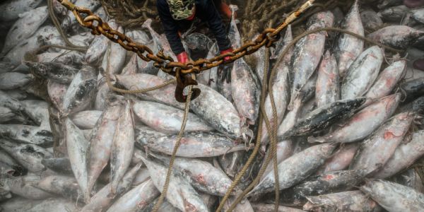 Buyer's Brief: Tuna – Does The EU Want Sustainable Fish?