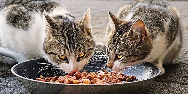 European Parliament Sets Rules For Organic Pet Food