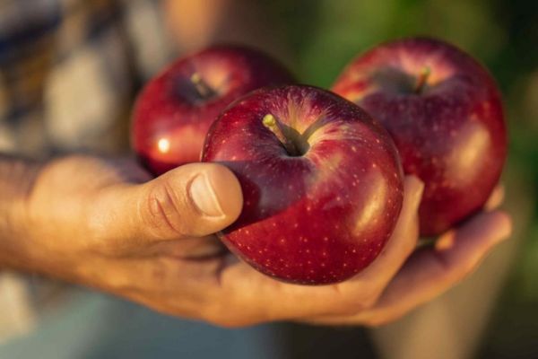 Lidl Spain To Source 34,000 Tonnes Of Local Apples, Pears This Year