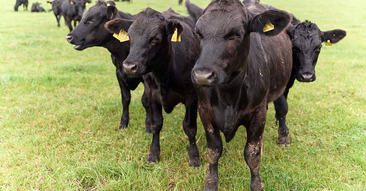 Sainsbury's Rolls Out New Range Of Lower Carbon Footprint Beef - Vimarsana News
