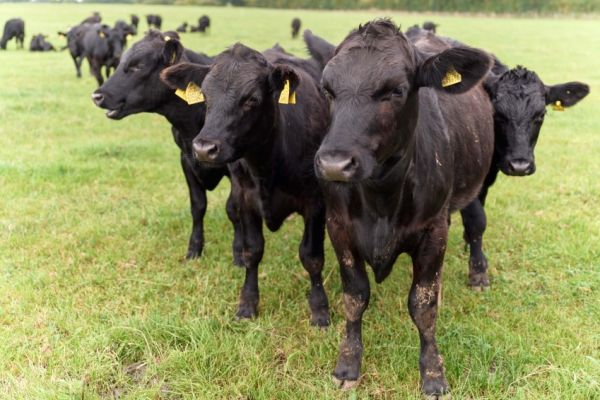 Sainsbury’s Rolls Out New Range Of Lower Carbon Footprint Beef