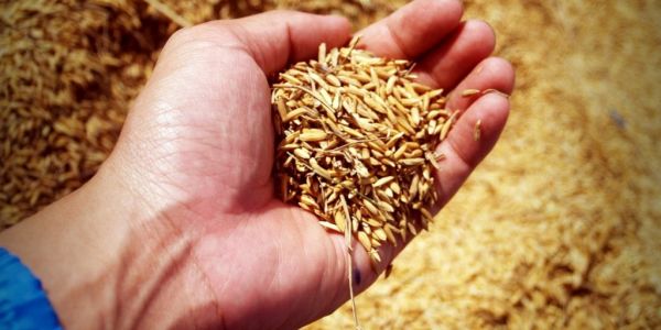 Global Rice Market Stable But Weather Risk Remains, LDC Executive Says