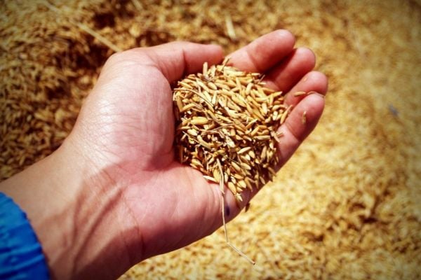 Global Rice Market Stable But Weather Risk Remains, LDC Executive Says