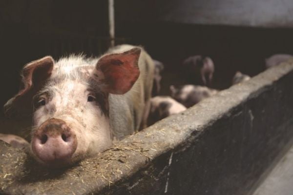 Most Global Food Giants Acknowledge The Importance Of Animal Welfare, Study Finds