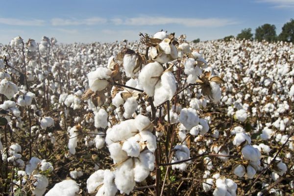 Sustainable Cotton Group Boosts Tracking For Top Retailers