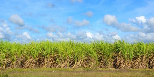 Sugar Prices Need To Rise To Balance Market, Says Louis Dreyfus