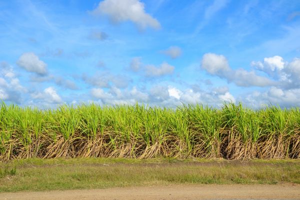 Sugar Prices Need To Rise To Balance Market, Says Louis Dreyfus