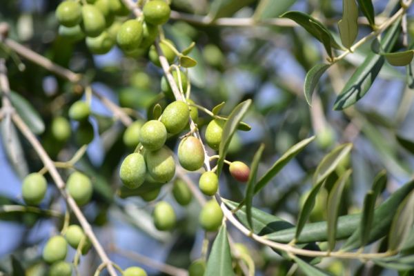 Spanish Olive Oil Prices Soar 165% in Three Years