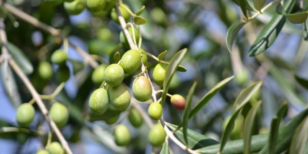 Spanish Olive Oil Prices Soar 165% in Three Years