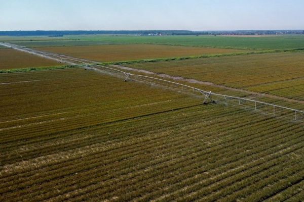 Fortenova Explores Potential Sale Of Agricultural Business Unit