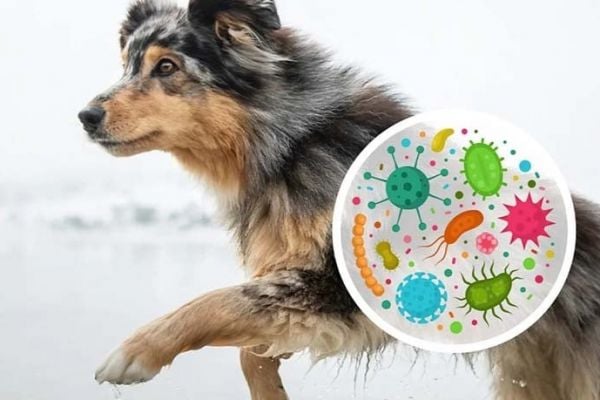 Nestlé Launches Gut Microbiome Analysis Kit For Pets In The US