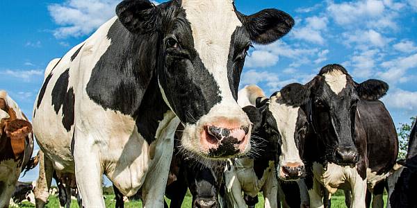 Danone, Ajinomoto Launch Partnership To Cut Dairy Industry's CO2 Emissions