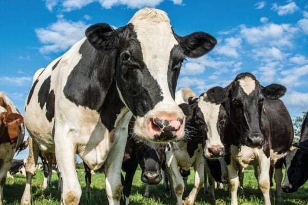 Danone, Ajinomoto Launch Partnership To Cut Dairy Industry's CO2 Emissions