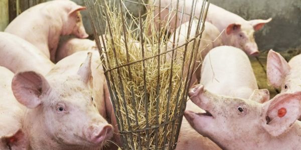 Albert Heijn To Improve Animal Welfare Standard In Pig Supply Chain