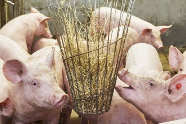 Albert Heijn To Improve Animal Welfare Standard In Pig Supply Chain