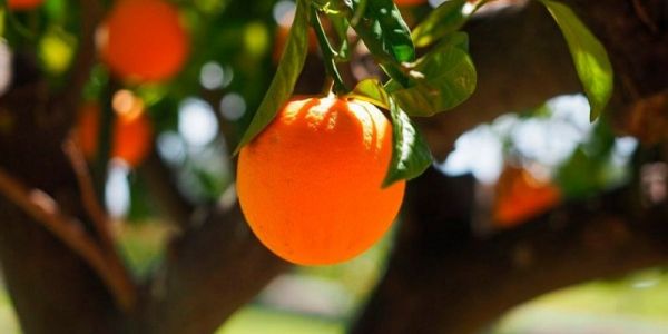 Brazil To See Worst Orange Harvest In 36 Years, Research Group Says